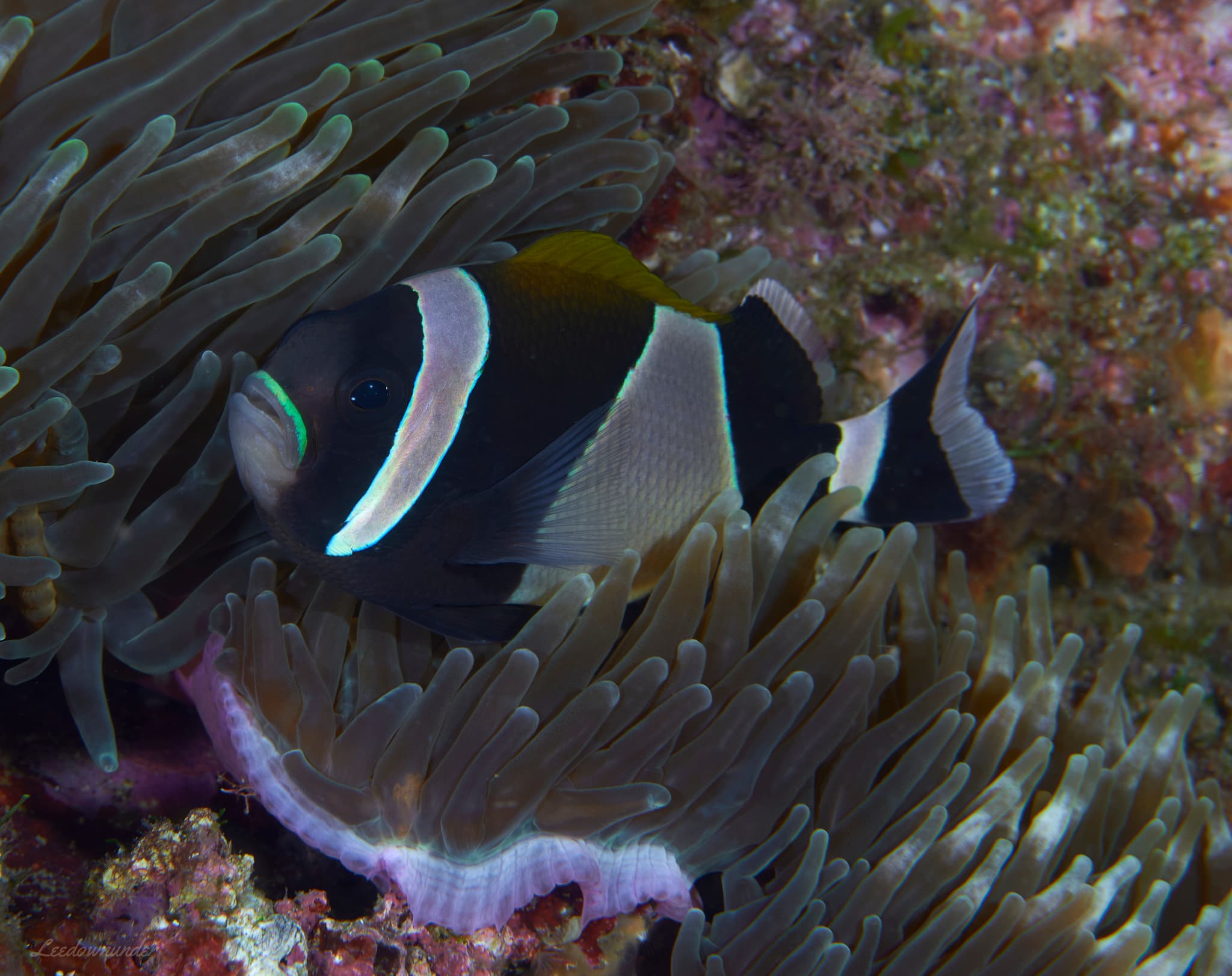 Wideband Anemonefish (Amphiprion latezonatus)