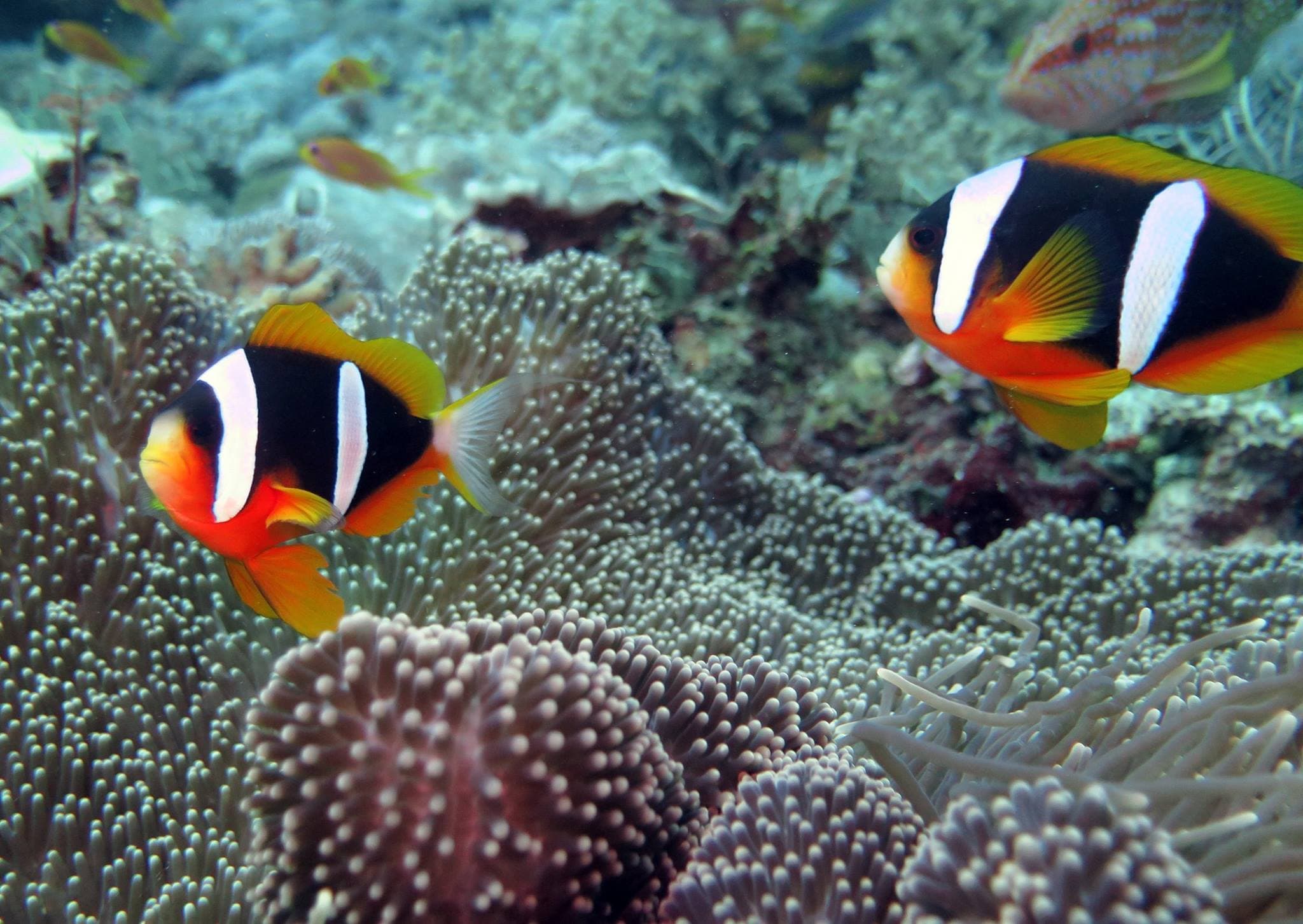 Madagascar Anemonefish (Amphiprion latifasciatus)