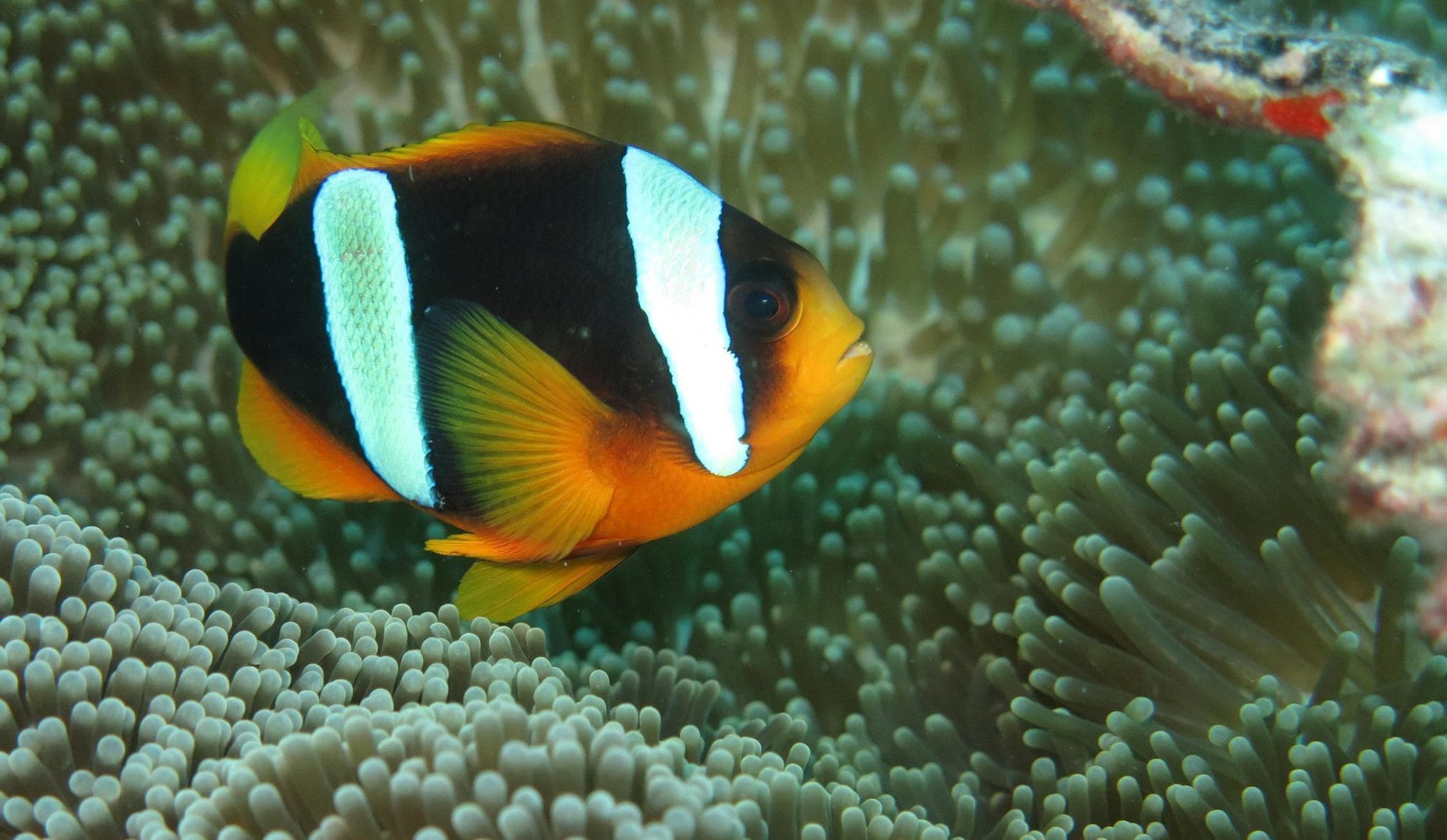 Madagascar Anemonefish (Amphiprion latifasciatus)