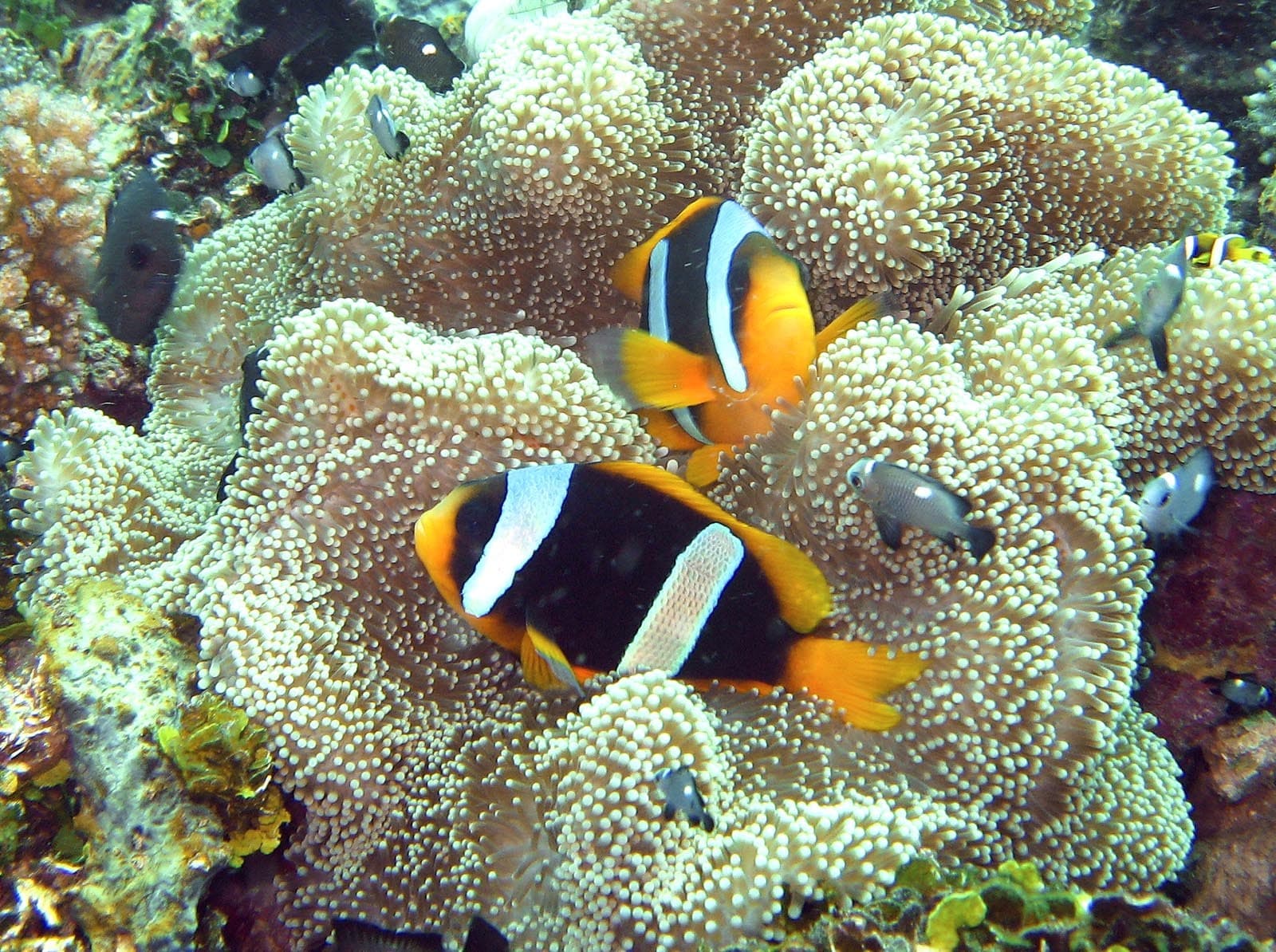 Madagascar Anemonefish (Amphiprion latifasciatus)