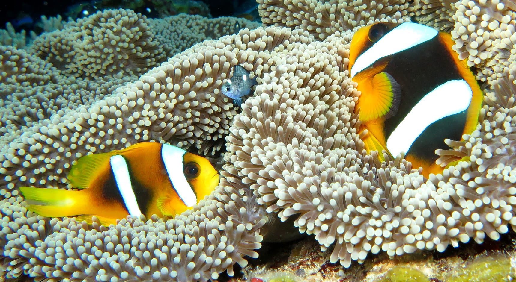 Madagascar Anemonefish (Amphiprion latifasciatus)