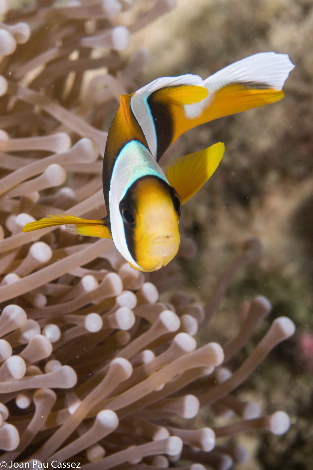 Madagascar Anemonefish (Amphiprion latifasciatus)