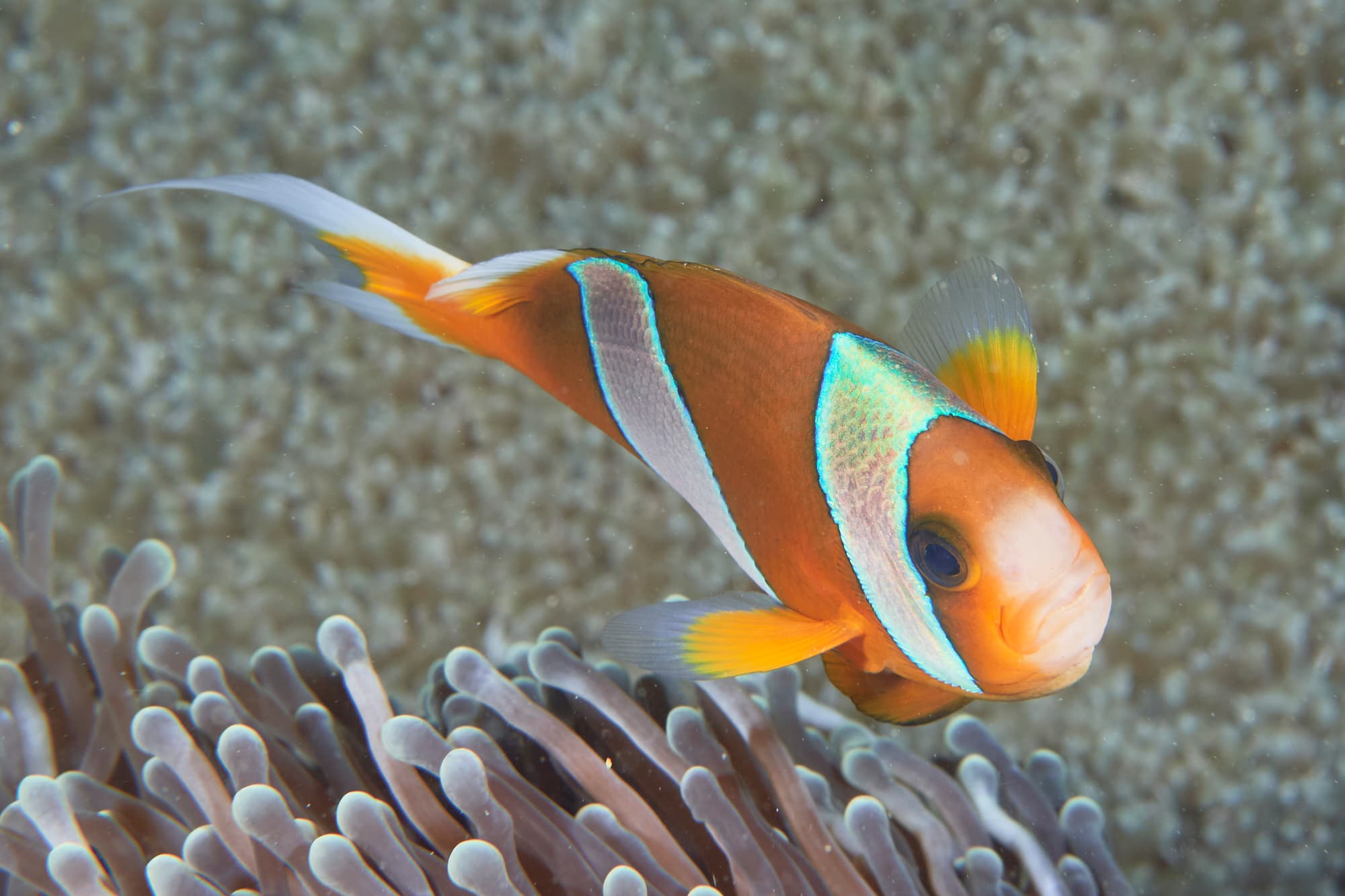 Madagascar Anemonefish (Amphiprion latifasciatus)