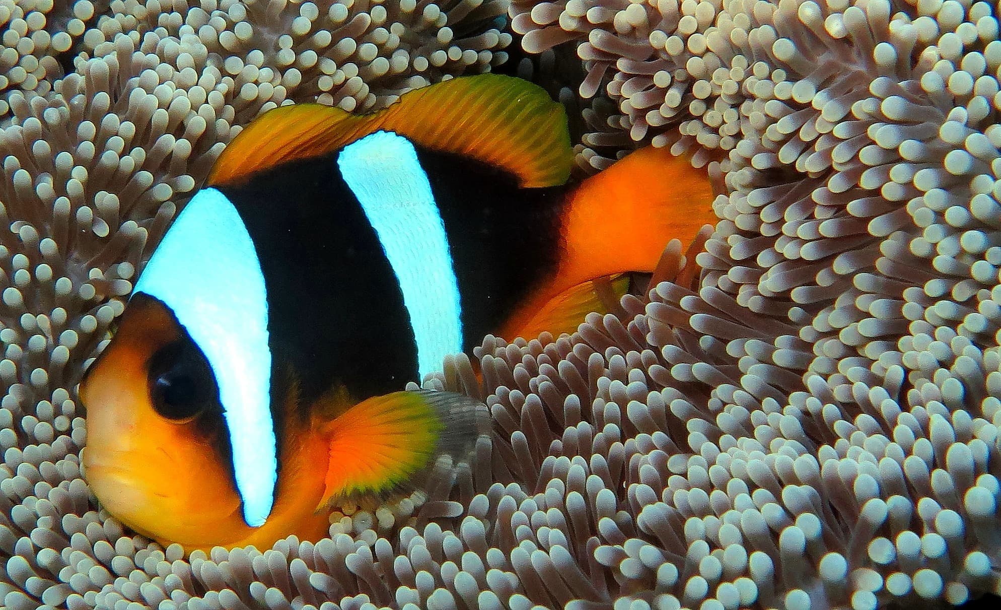 Madagascar Anemonefish (Amphiprion latifasciatus)