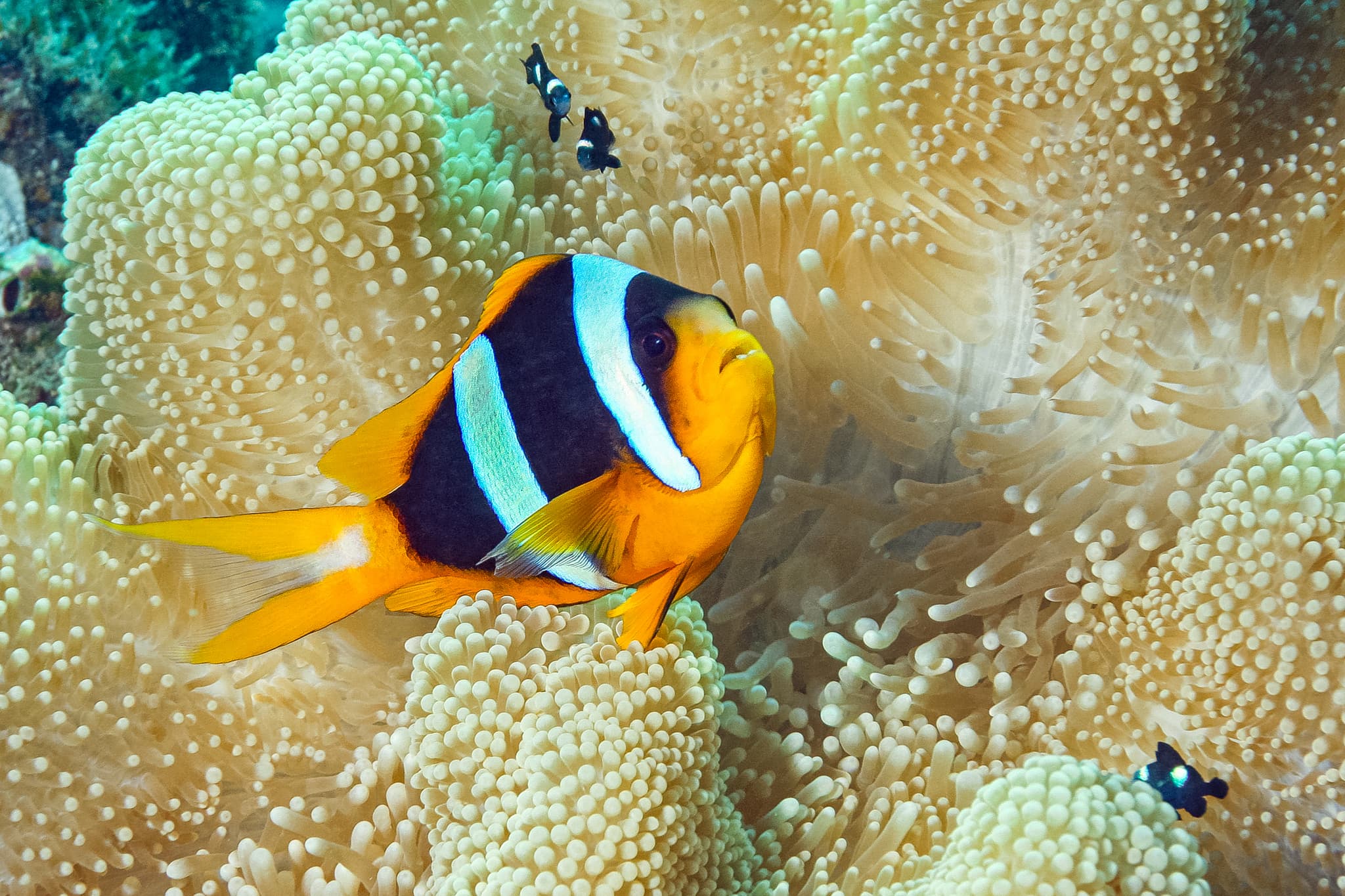 Madagascar Anemonefish (Amphiprion latifasciatus)