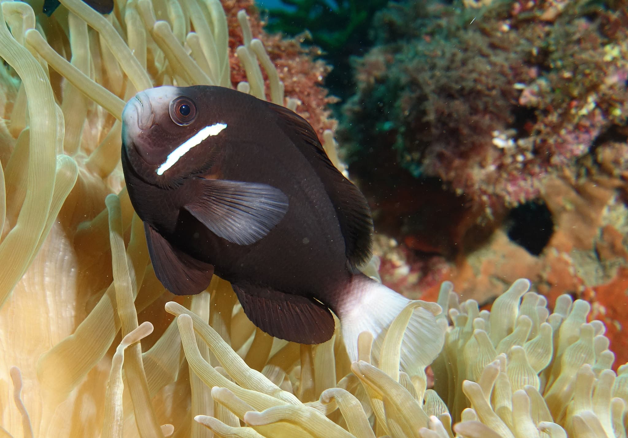 Whitesnout Anemonefish (Amphiprion mccullochi)