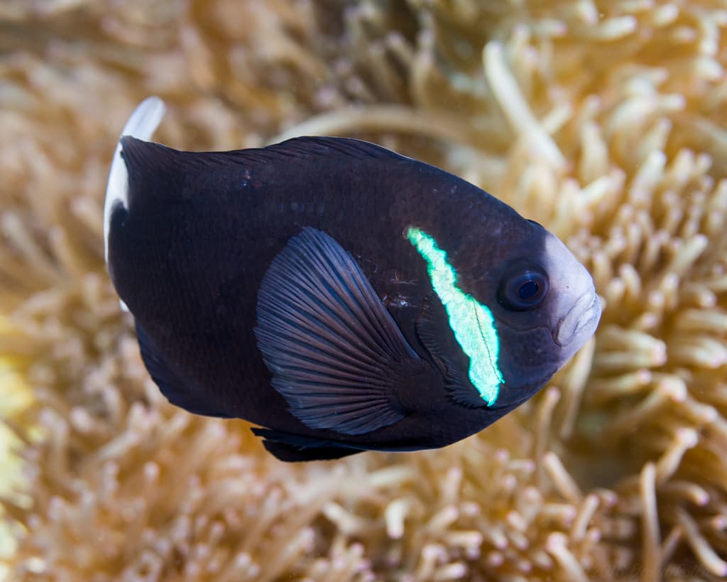 Whitesnout Anemonefish (Amphiprion mccullochi)