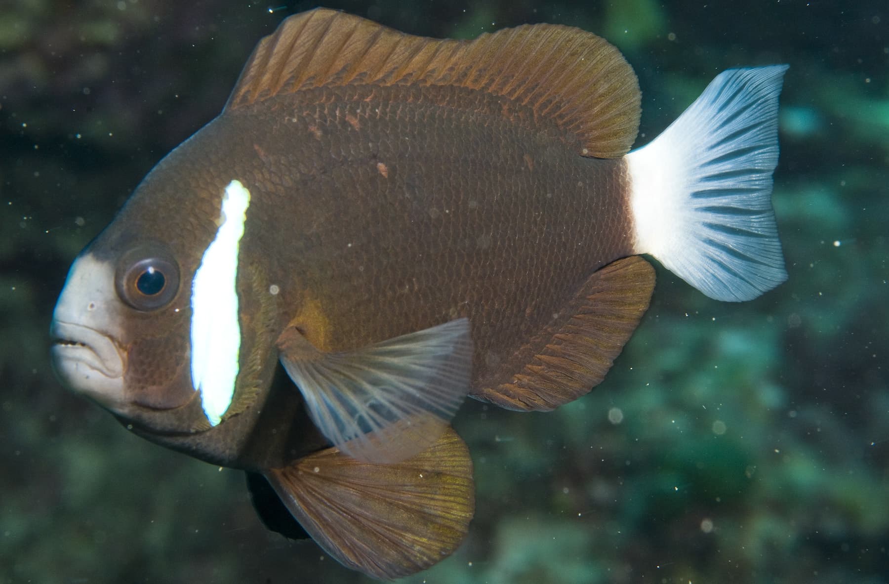 Whitesnout Anemonefish (Amphiprion mccullochi)