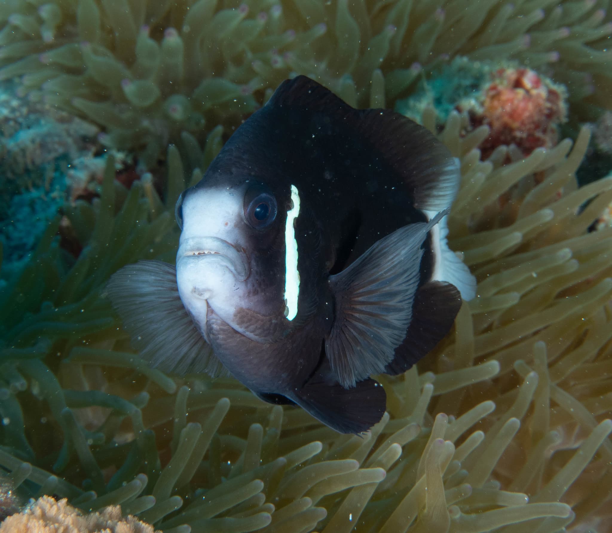 Whitesnout Anemonefish (Amphiprion mccullochi)