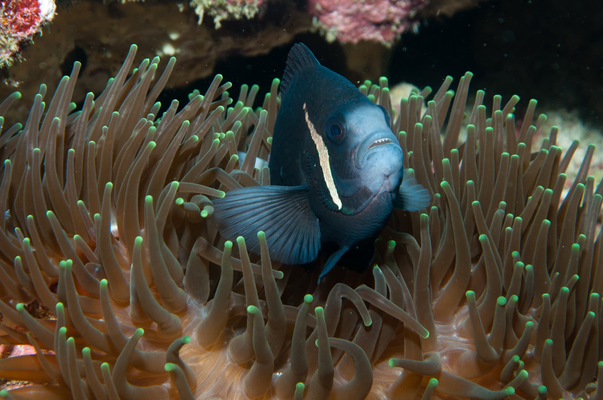 Whitesnout Anemonefish (Amphiprion mccullochi)