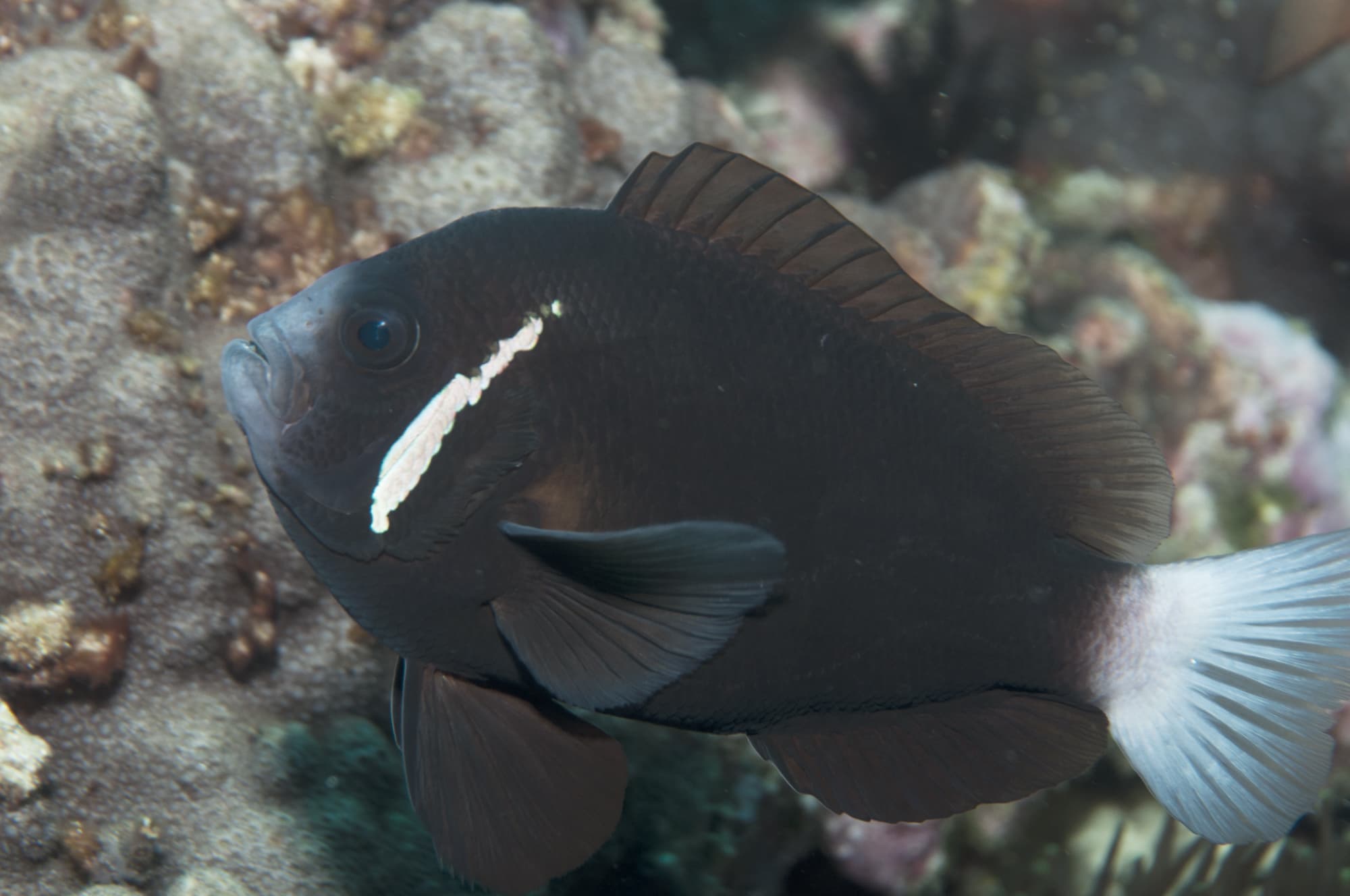 Whitesnout Anemonefish (Amphiprion mccullochi)