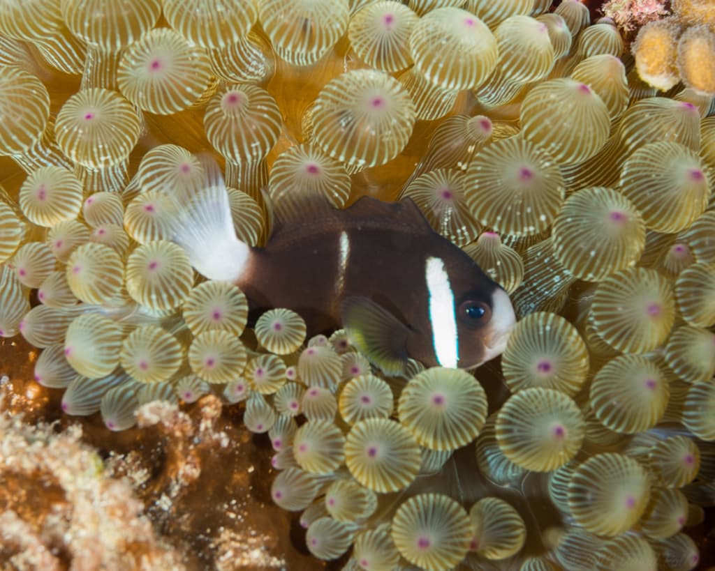 Whitesnout Anemonefish (Amphiprion mccullochi)