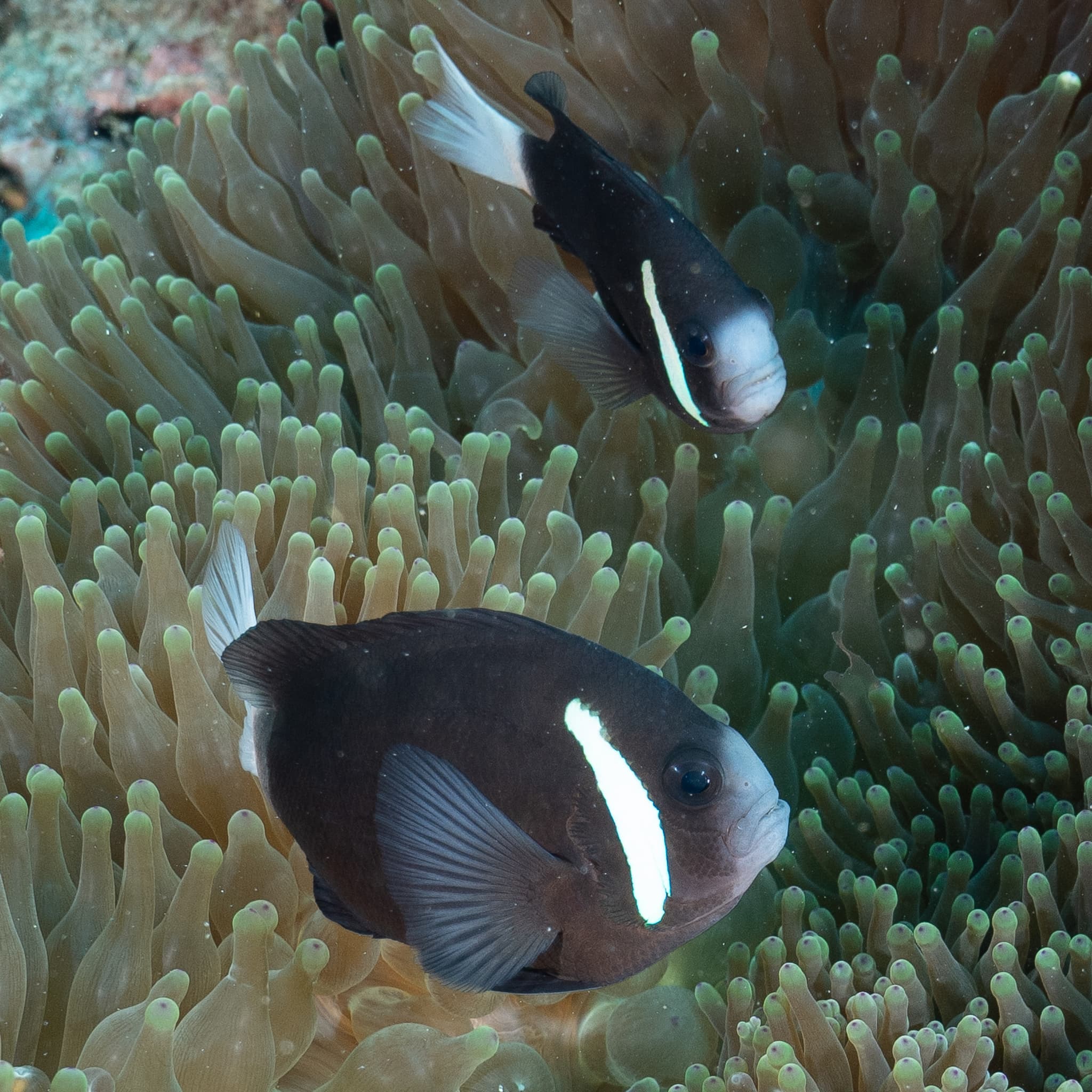 Whitesnout Anemonefish (Amphiprion mccullochi)