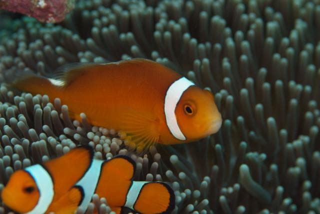 Thielle's Clownfish (Amphiprion thiellei)