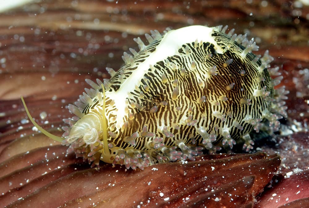 Money Cowrie (Monetaria moneta)