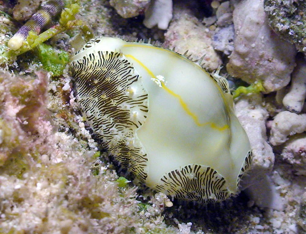 Money Cowrie (Monetaria moneta)