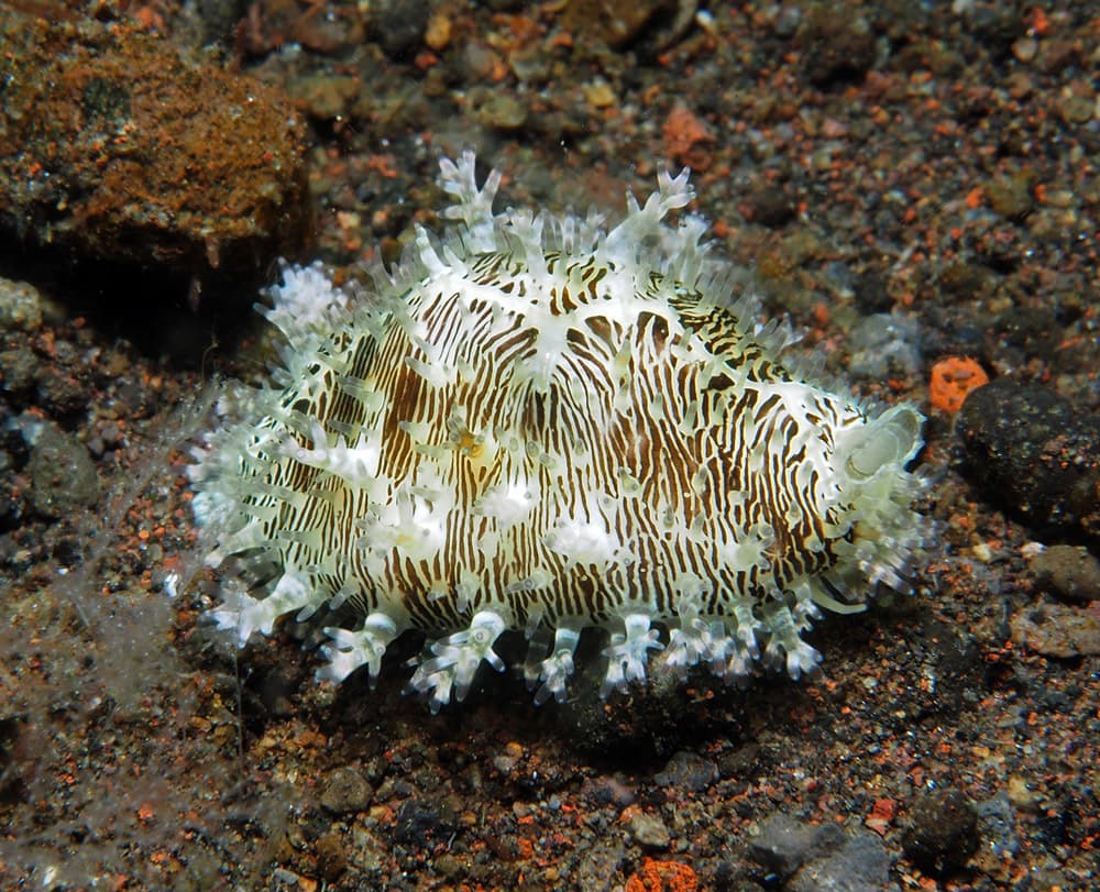 Money Cowrie (Monetaria moneta)