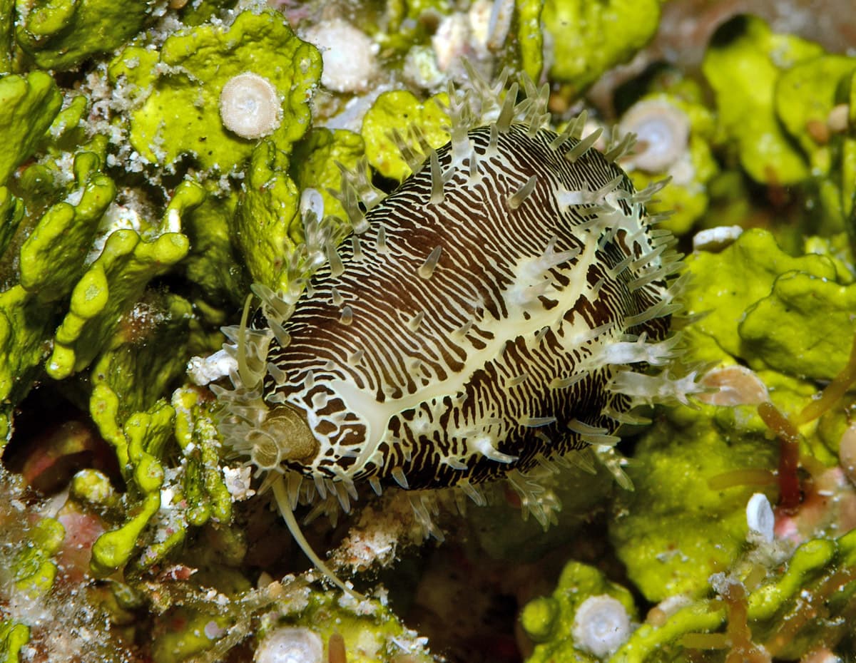 Money Cowrie (Monetaria moneta)