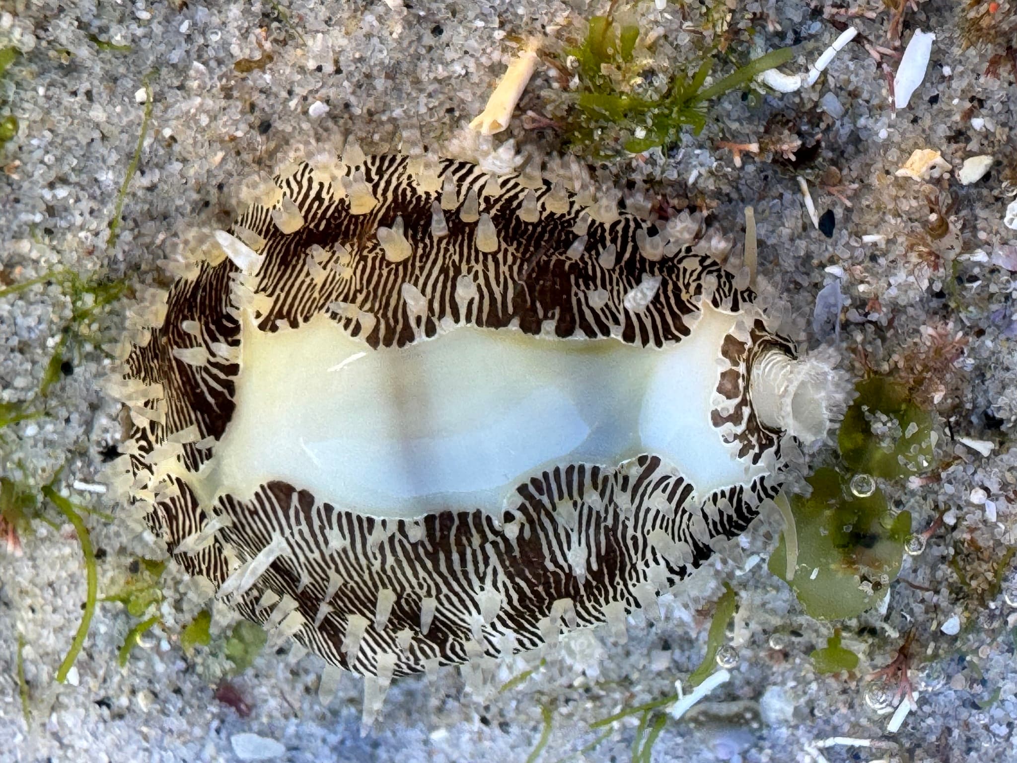 Money Cowrie (Monetaria moneta)