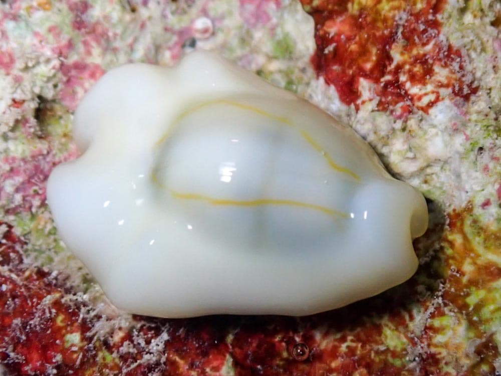 Money Cowrie (Monetaria moneta)