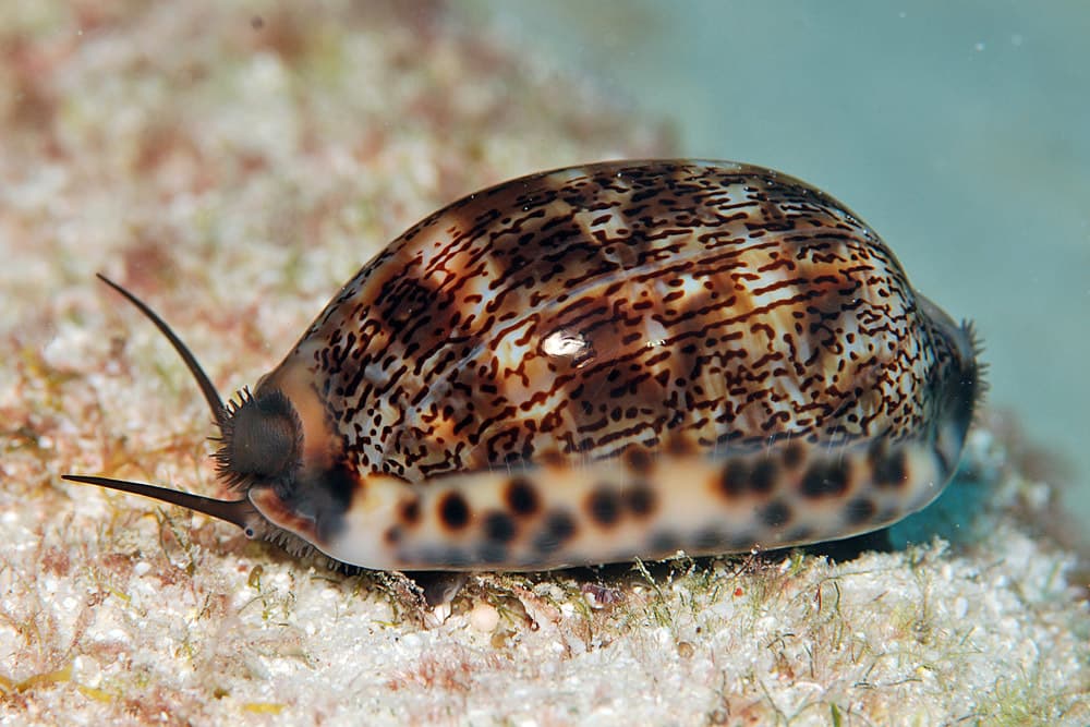 Arabian Cowrie (Mauritia arabica)