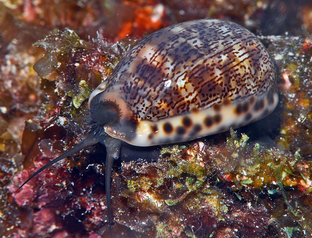 Arabian Cowrie (Mauritia arabica)