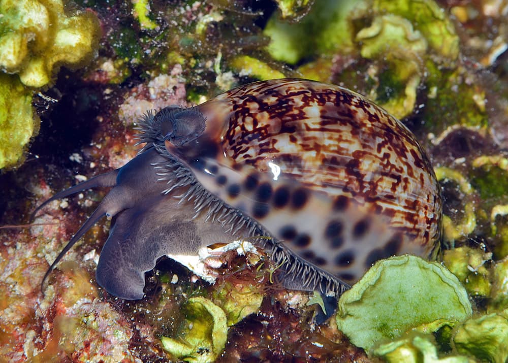 Arabian Cowrie (Mauritia arabica)