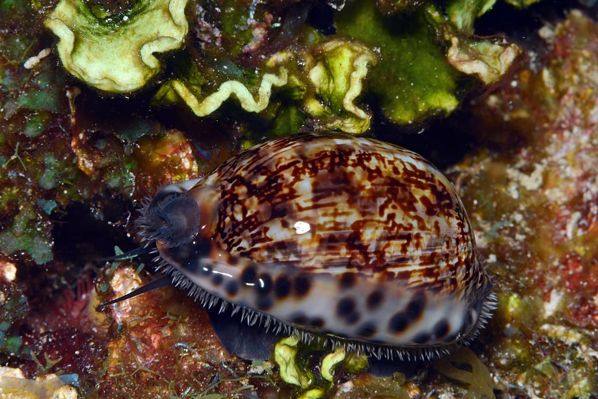 Arabian Cowrie (Mauritia arabica)