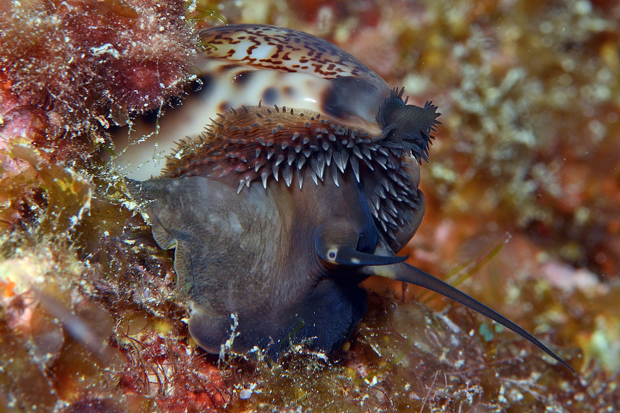 Arabian Cowrie (Mauritia arabica)