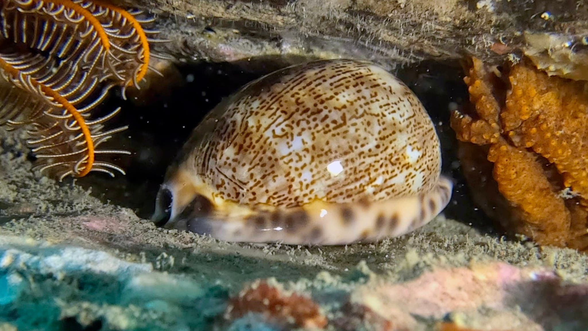 Arabian Cowrie (Mauritia arabica)