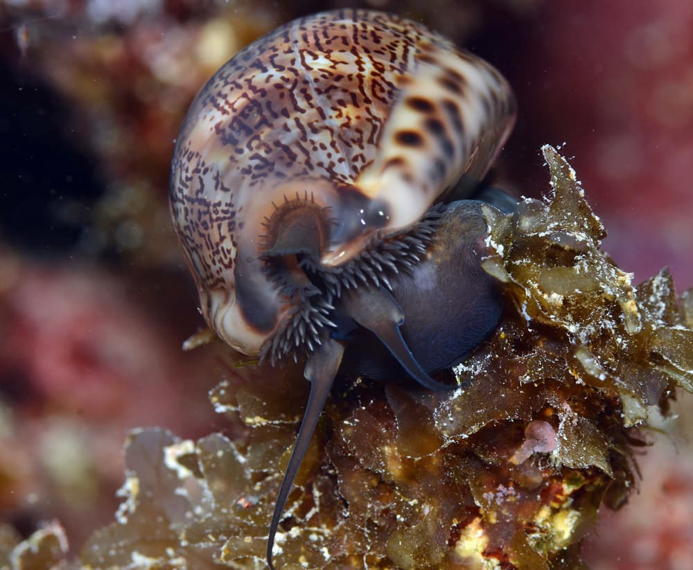 Arabian Cowrie (Mauritia arabica)