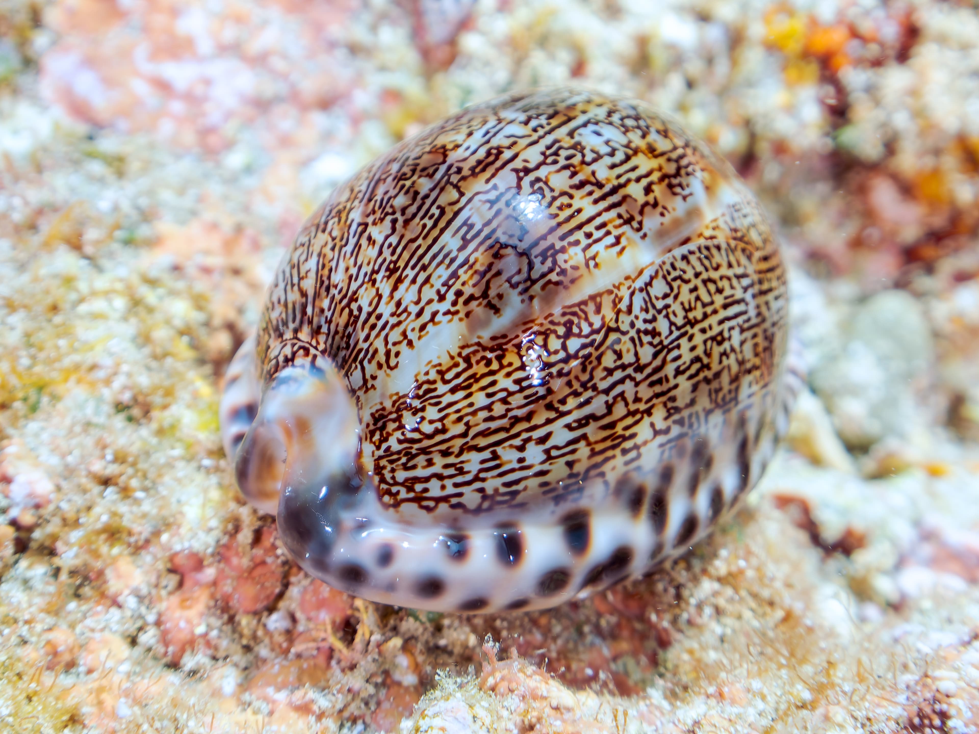 Arabian Cowrie (Mauritia arabica)