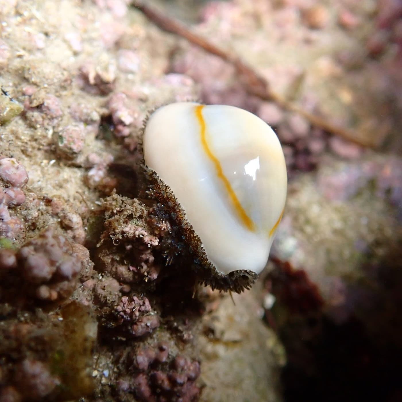 Gold Ring Cowrie (Monetaria annulus)