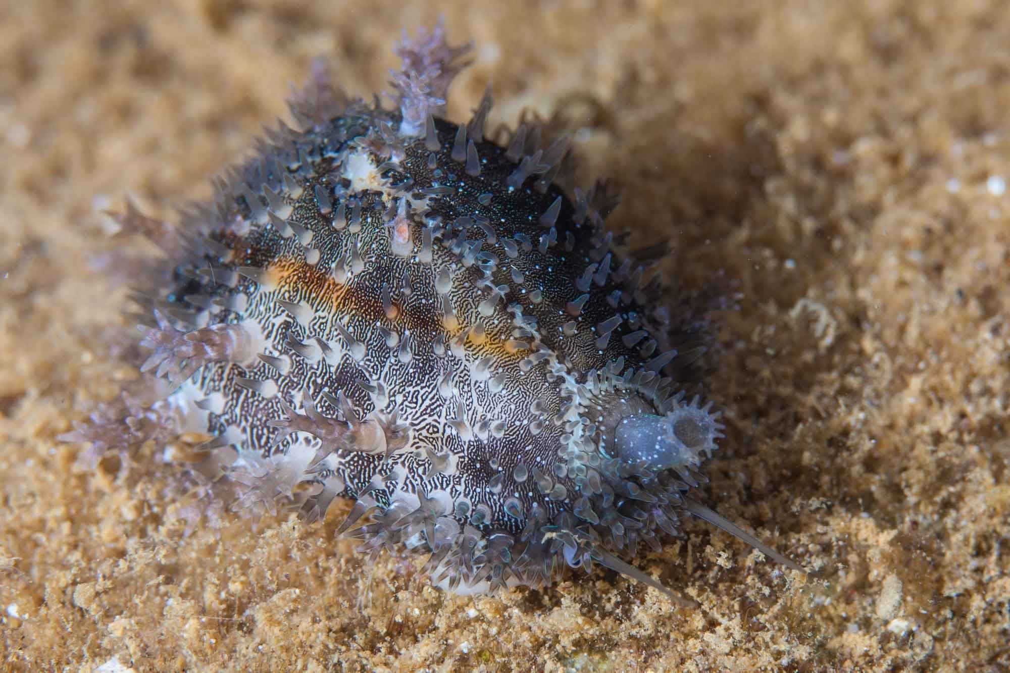 Gold Ring Cowrie (Monetaria annulus)