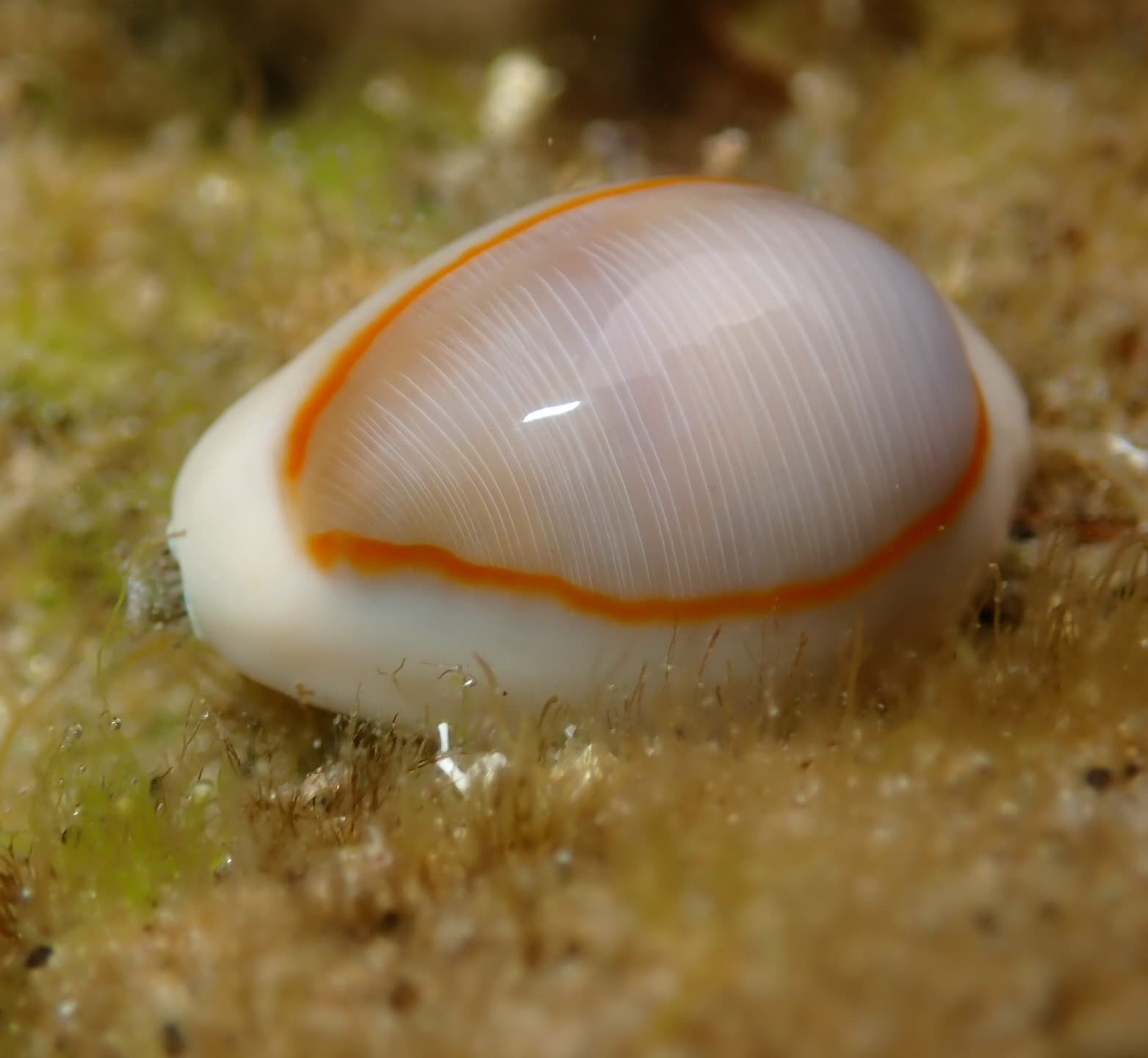 Gold Ring Cowrie (Monetaria annulus)