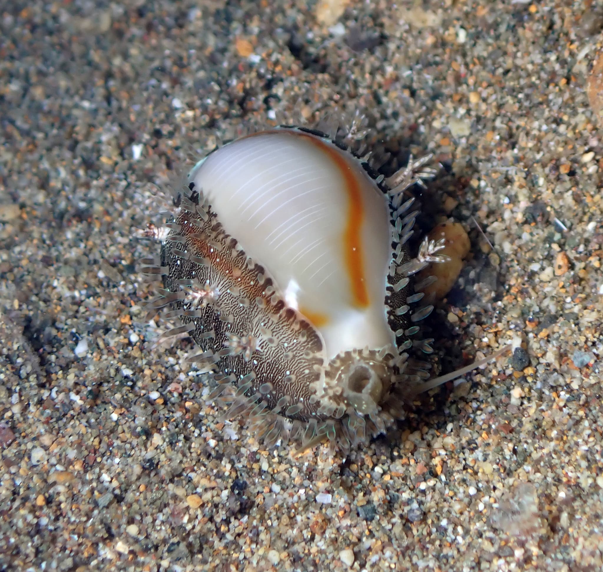 Gold Ring Cowrie (Monetaria annulus)