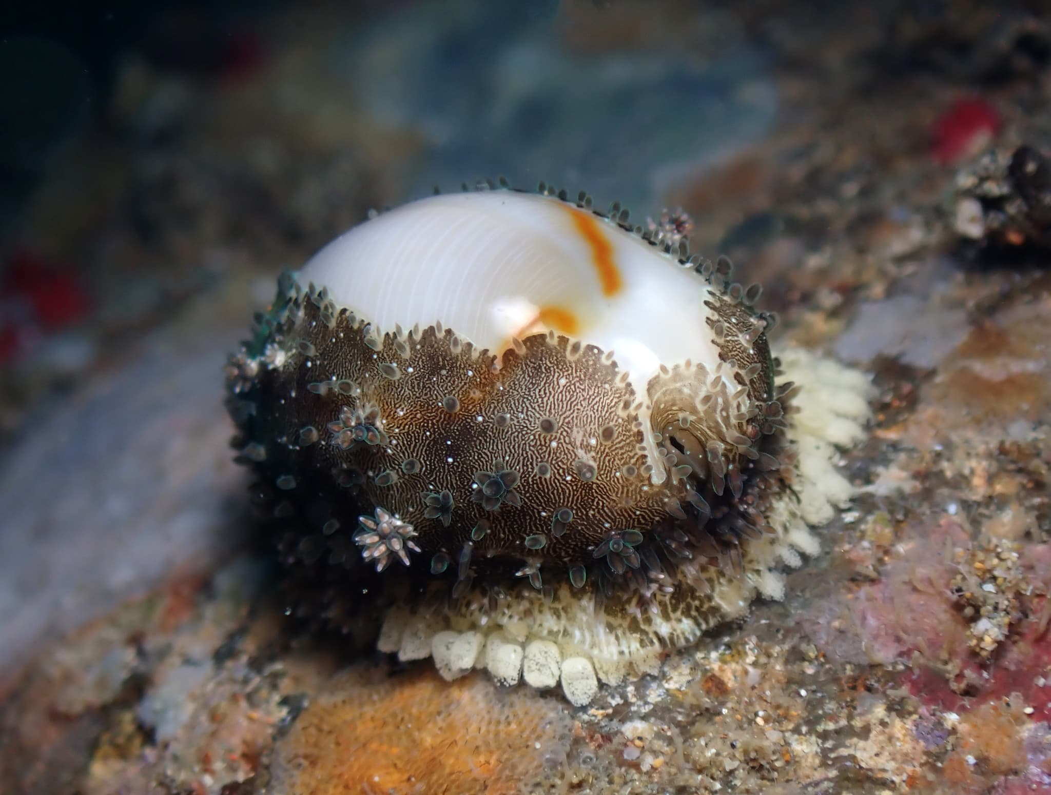 Gold Ring Cowrie (Monetaria annulus)