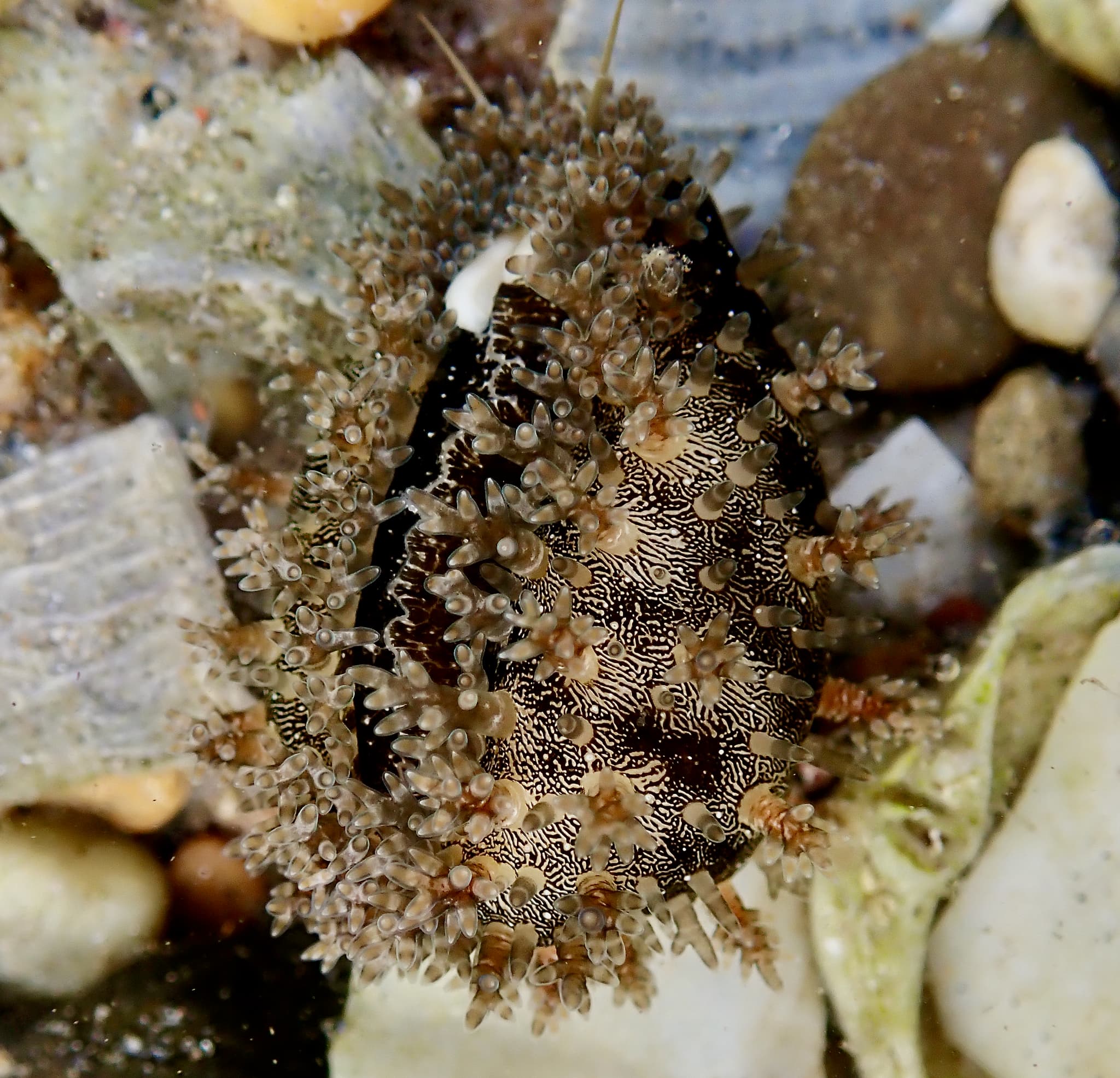 Gold Ring Cowrie (Monetaria annulus)