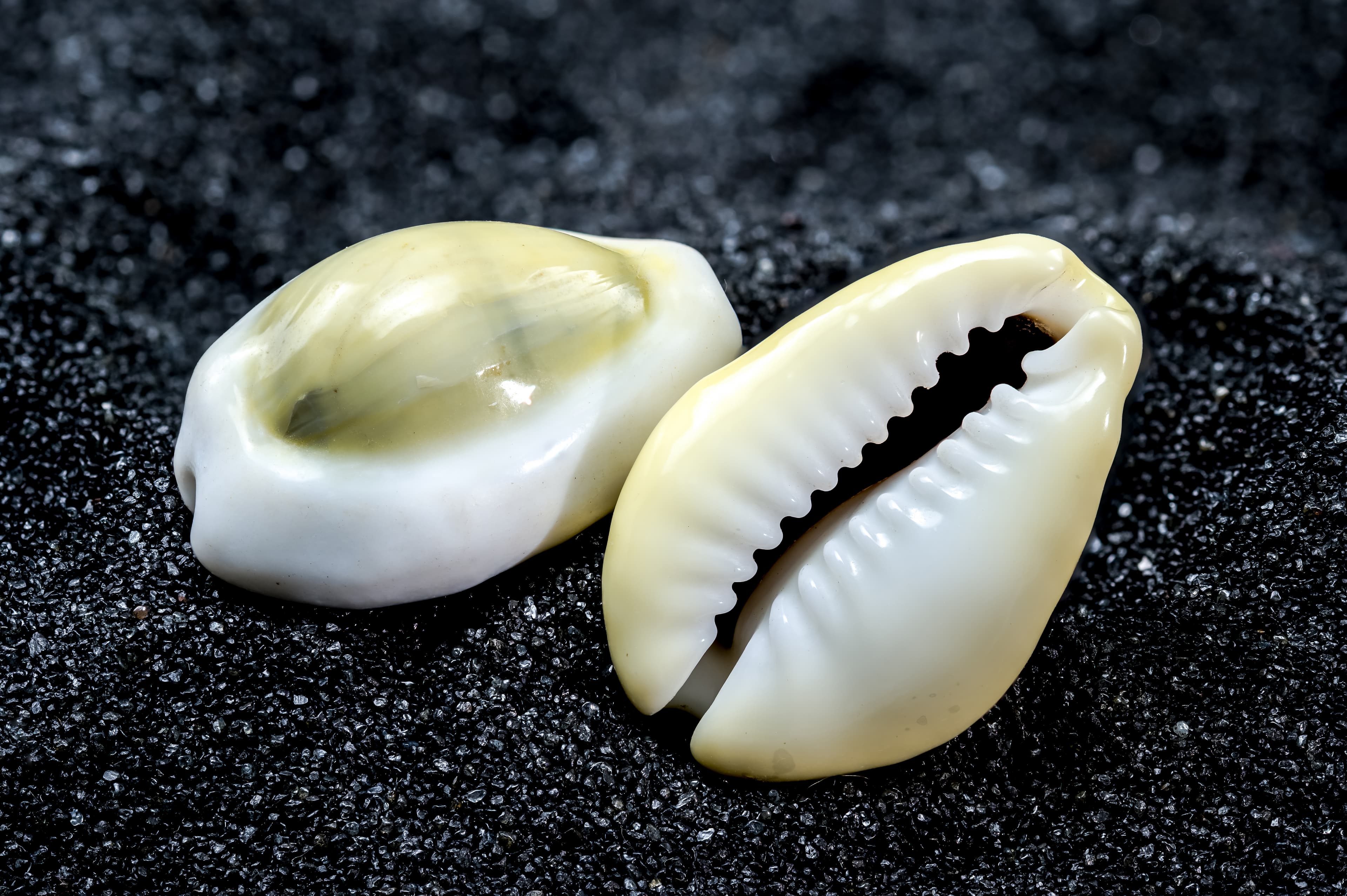 Gold Ring Cowrie (Monetaria annulus) shells on black sand