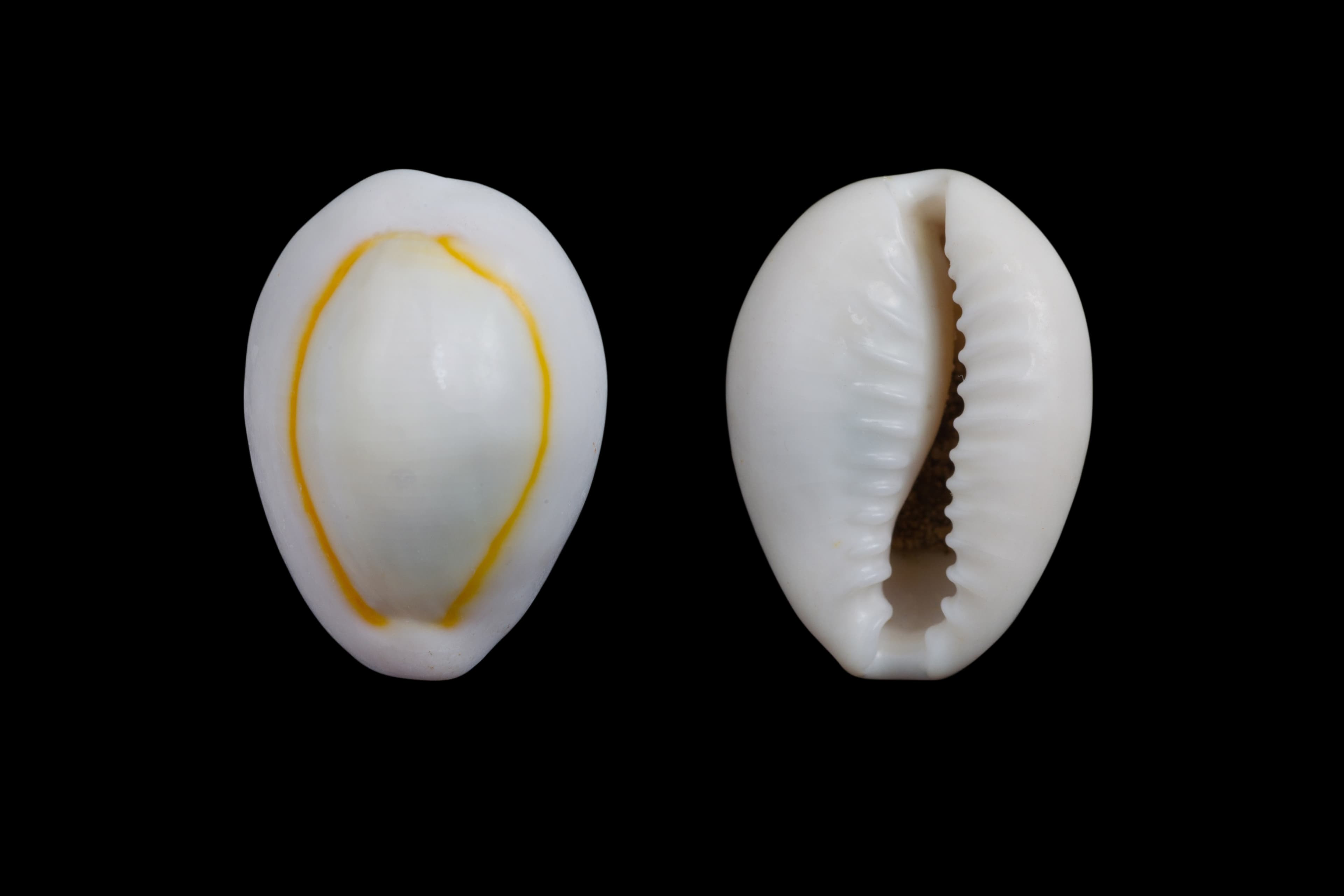 Gold Ring Cowrie (Monetaria annulus) shells