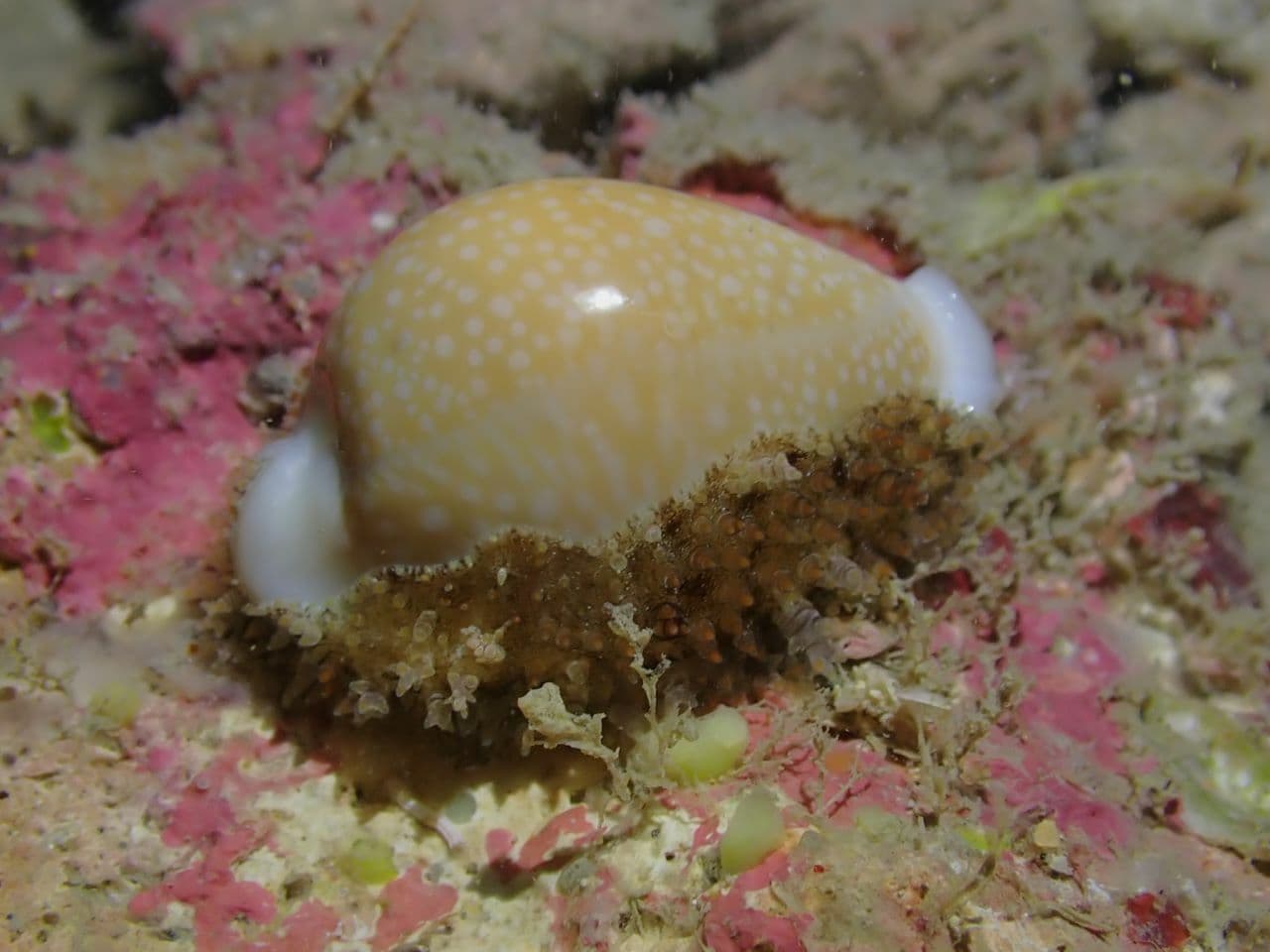 Millet Cowrie (Naria miliaris)