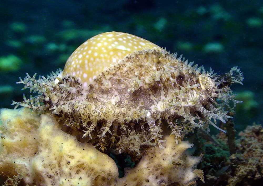 Millet Cowrie (Naria miliaris)