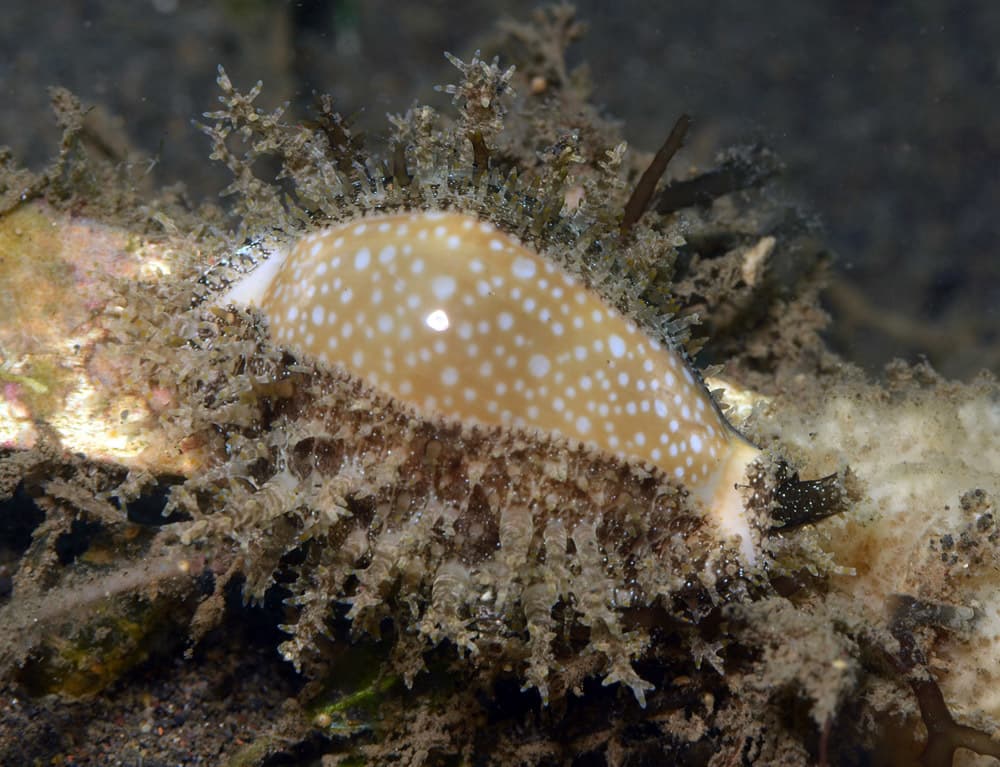 Millet Cowrie (Naria miliaris)