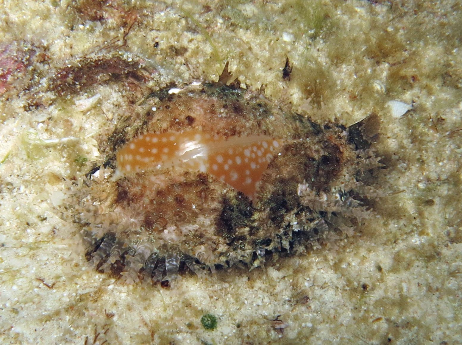 Millet Cowrie (Naria miliaris)