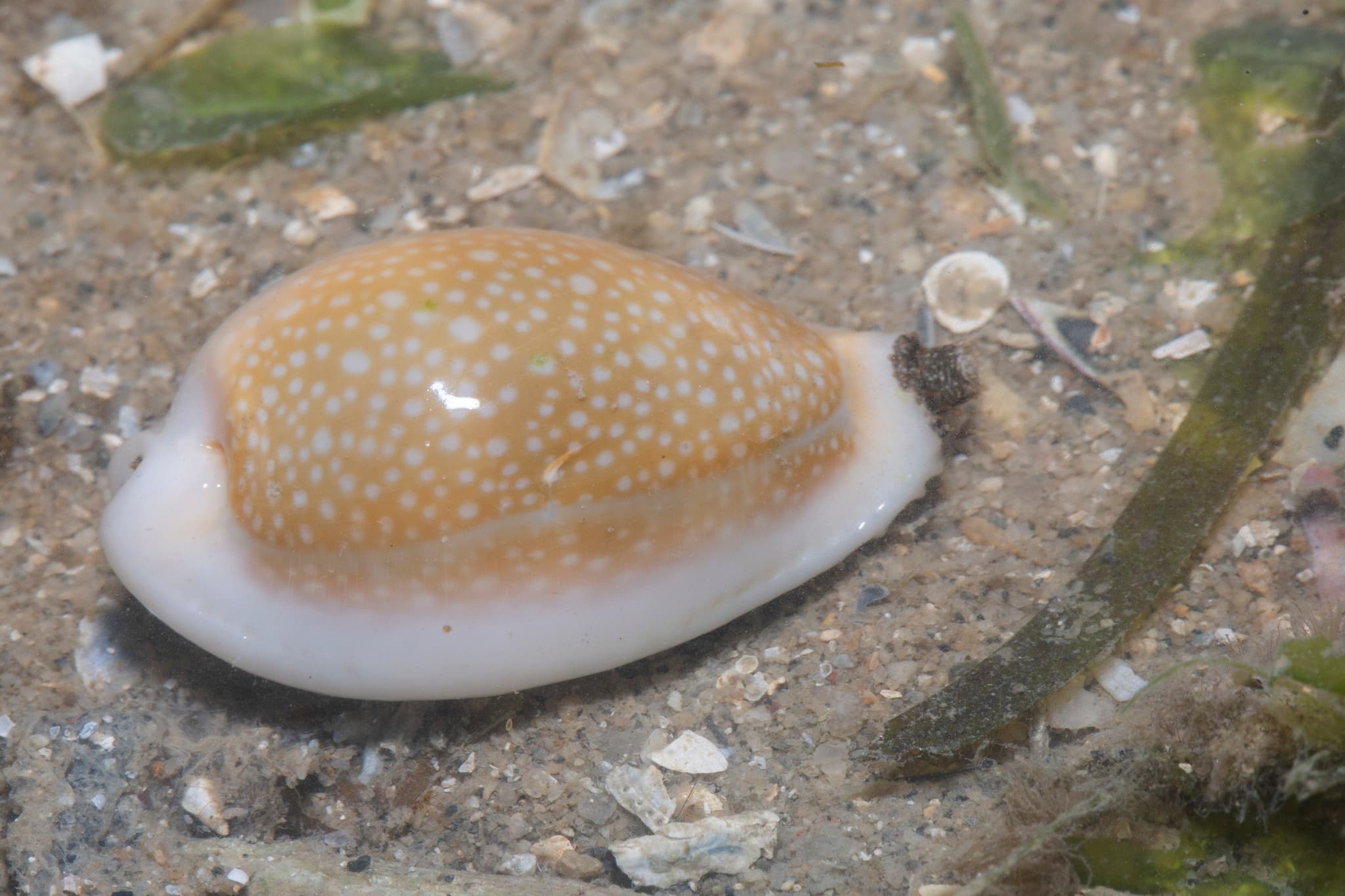 Millet Cowrie (Naria miliaris)