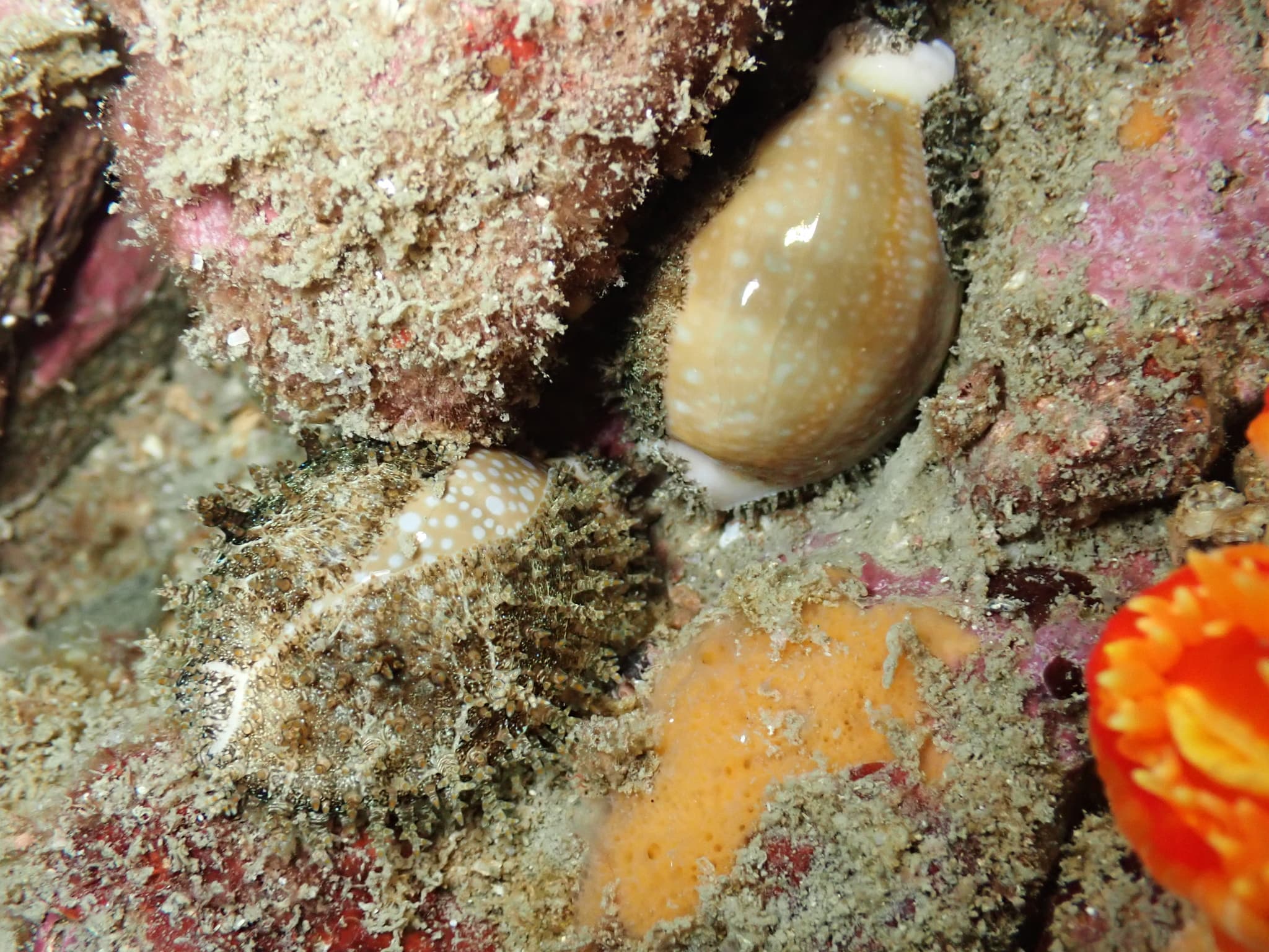 Millet Cowrie (Naria miliaris)