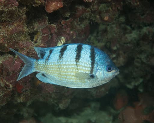 Hawaiian Sergeant (Abudefduf abdominalis)