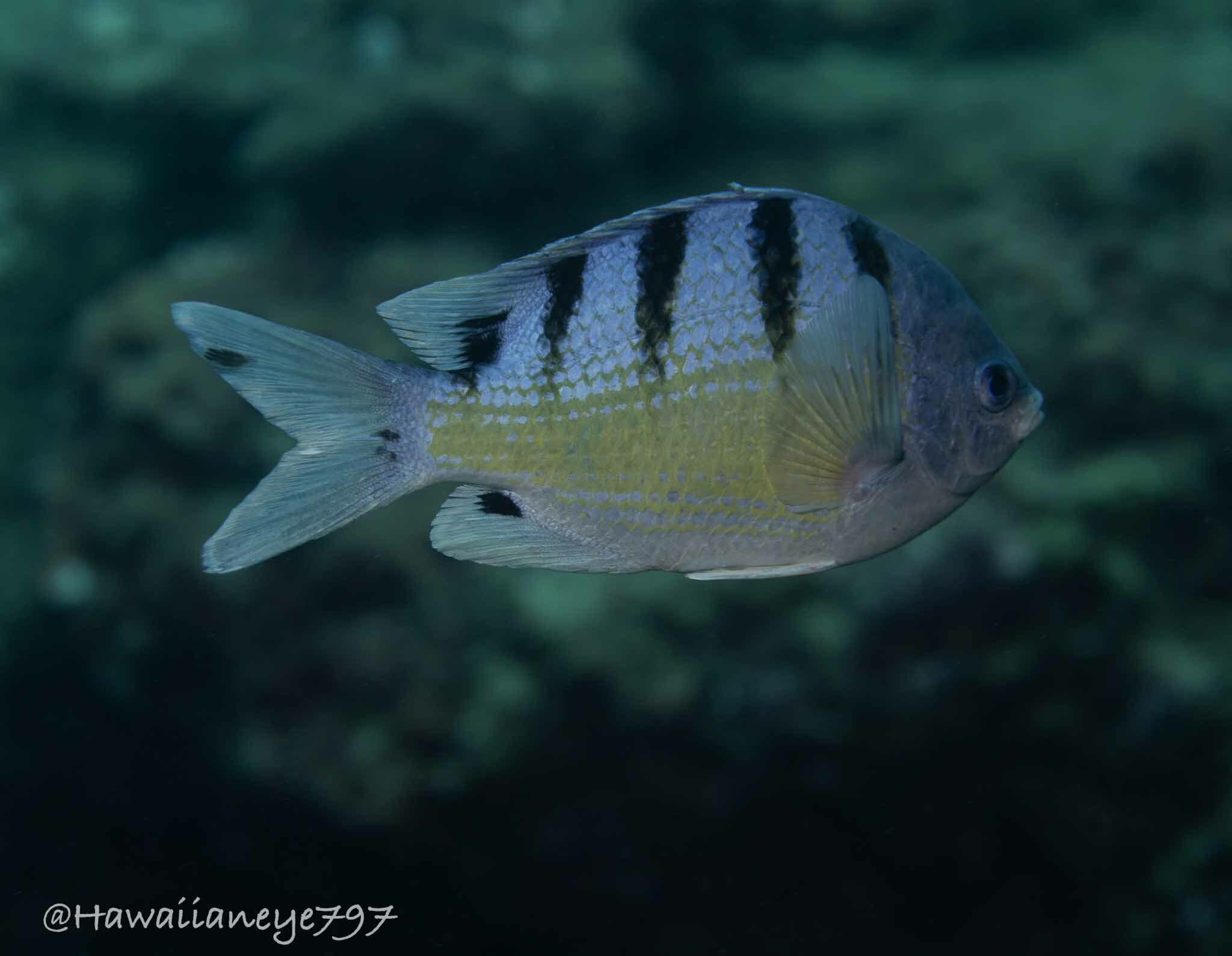 Hawaiian Sergeant (Abudefduf abdominalis)