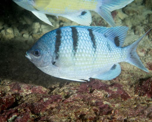 Hawaiian Sergeant (Abudefduf abdominalis)