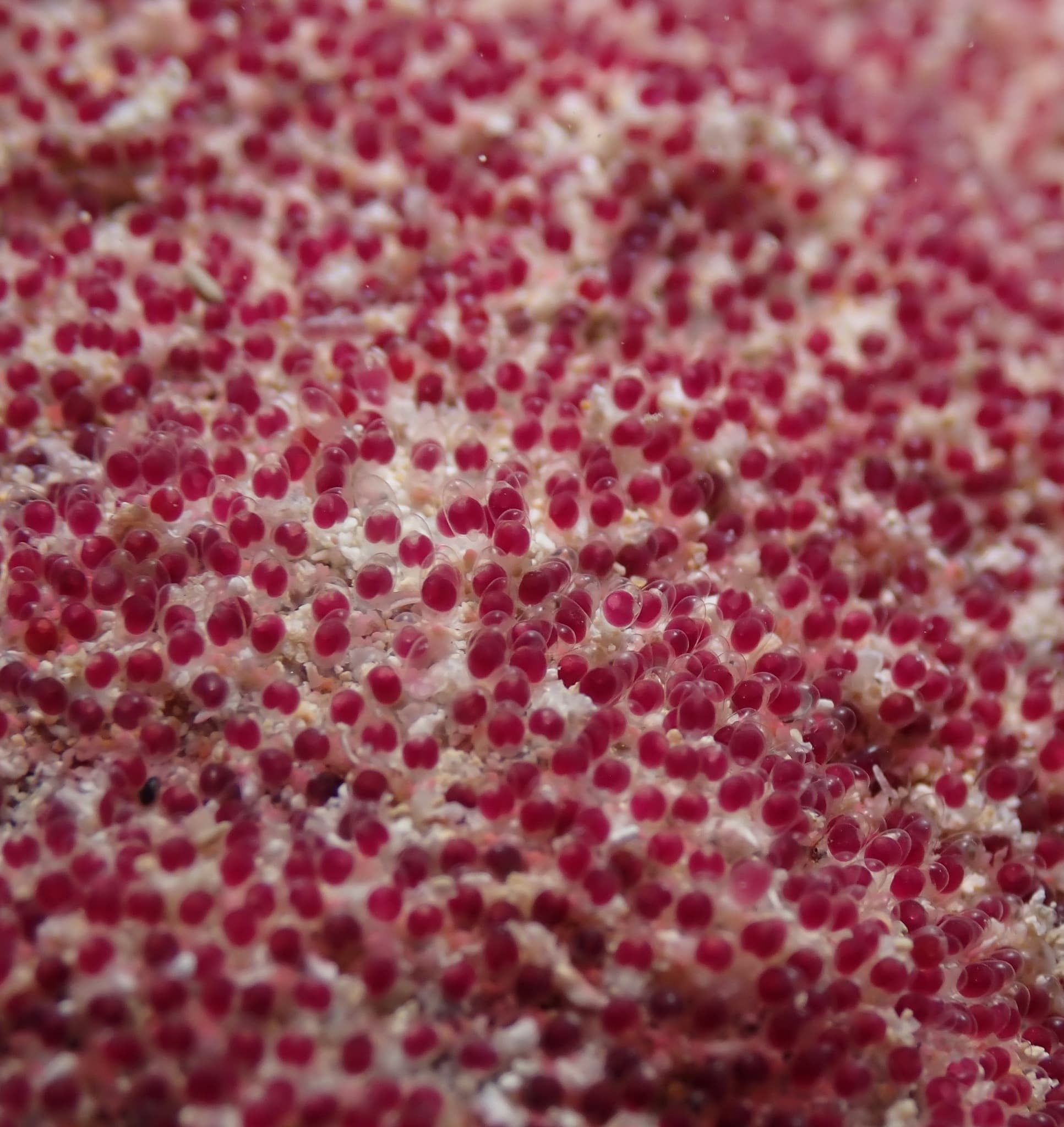 Eggs of the Hawaiian Sergeant (Abudefduf abdominalis)